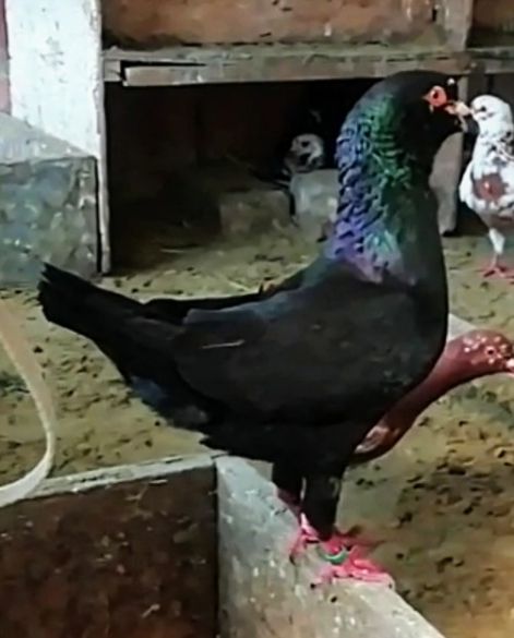 img-aa888d54dc13041b492f8725368d6270-v.jpg img-aa888d54dc13041b492f8725368d6270-v.jpg