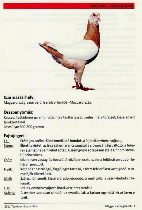magyar_csirkegalamb_1_001a.jpg