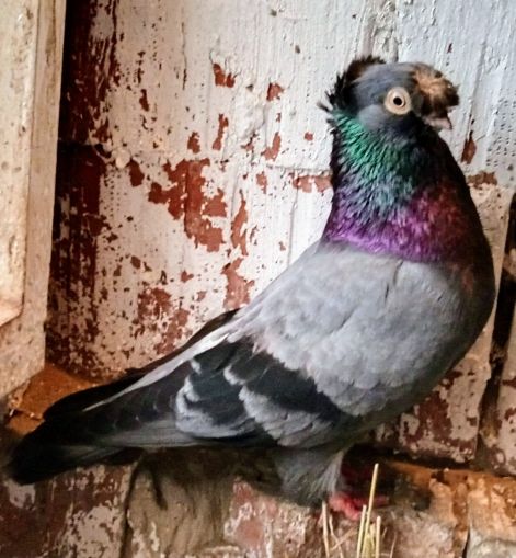 screenshot_20230917_004313_com.google.android.apps.photos2.jpg screenshot_20230917_004313_com.google.android.apps.photos2.jpg