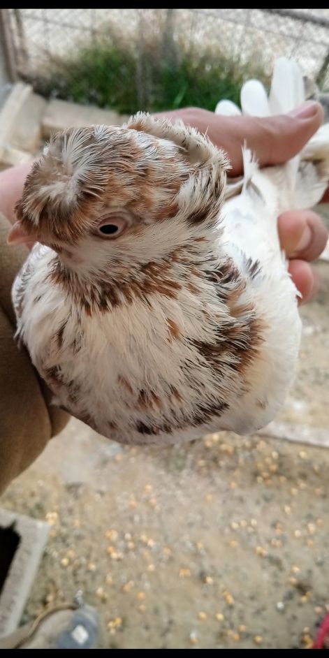 screenshot_20230917_004411_com.google.android.apps.photos.jpg screenshot_20230917_004411_com.google.android.apps.photos.jpg