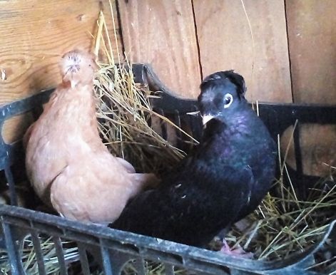 screenshot_20230917_004610_com.google.android.apps.photos2.jpg screenshot_20230917_004610_com.google.android.apps.photos2.jpg