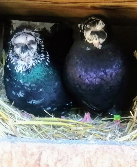 screenshot_20230917_005036_com.google.android.apps.photos2.jpg screenshot_20230917_005036_com.google.android.apps.photos2.jpg