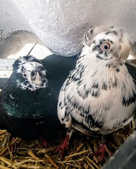 screenshot_20230917_005800_com.google.android.apps.photos2.jpg screenshot_20230917_005800_com.google.android.apps.photos2.jpg