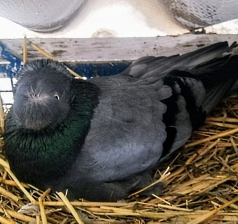 screenshot_20230917_011111_com.google.android.apps.photos2.jpg screenshot_20230917_011111_com.google.android.apps.photos2.jpg