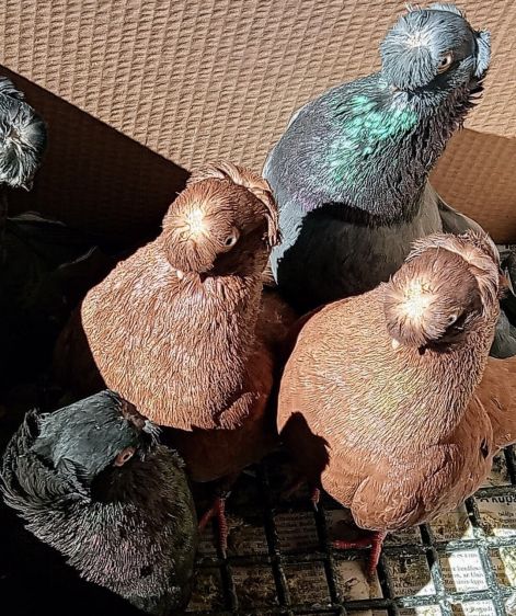 screenshot_20230917_012258_com.google.android.apps.photos2.jpg screenshot_20230917_012258_com.google.android.apps.photos2.jpg