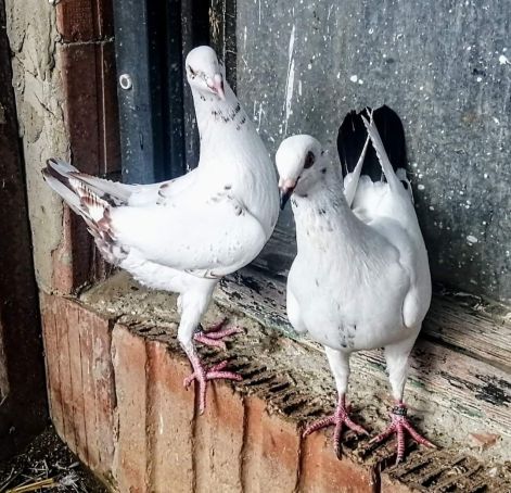 screenshot_20230919_080813_com.google.android.apps.photos2.jpg screenshot_20230919_080813_com.google.android.apps.photos2.jpg