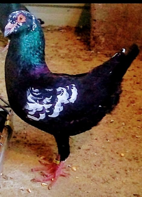 screenshot_20230919_082253_com.google.android.apps.photos2.jpg screenshot_20230919_082253_com.google.android.apps.photos2.jpg