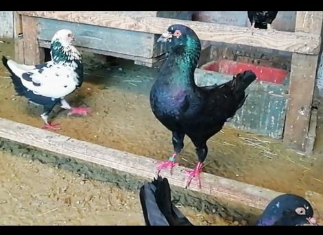 screenshot_20230919_083540_com.google.android.apps.photos2.jpg screenshot_20230919_083540_com.google.android.apps.photos2.jpg